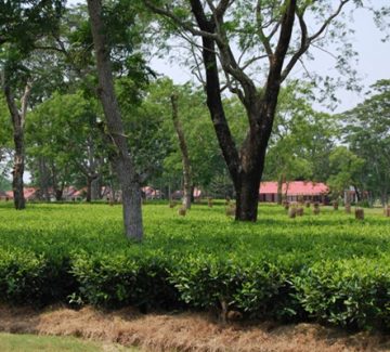 Kaziranga Golf Resort - Plantación de té